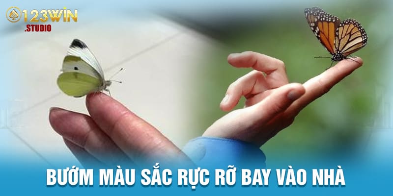 Bướm màu sắc rực rỡ bay vào nhà