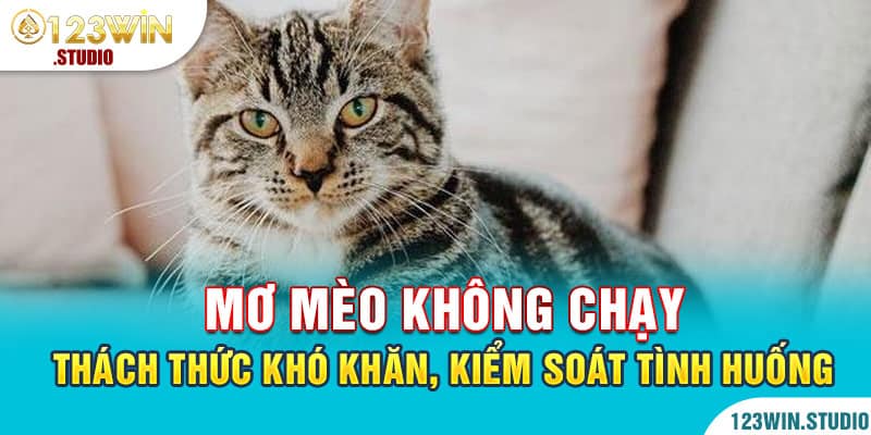 Mơ mèo không chạy: Thách thức khó khăn, kiểm soát tình huống