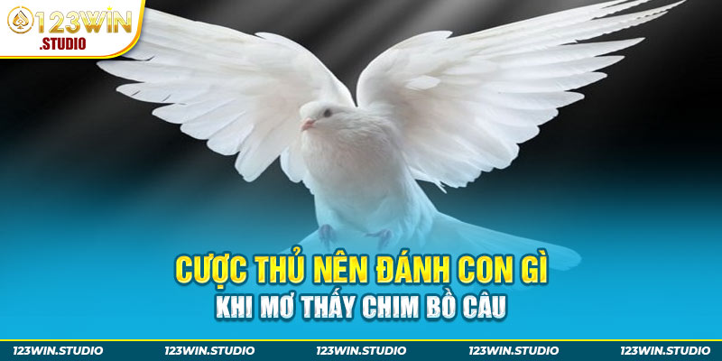 Cược thủ nên đánh con gì khi mơ thấy chim bồ câu 